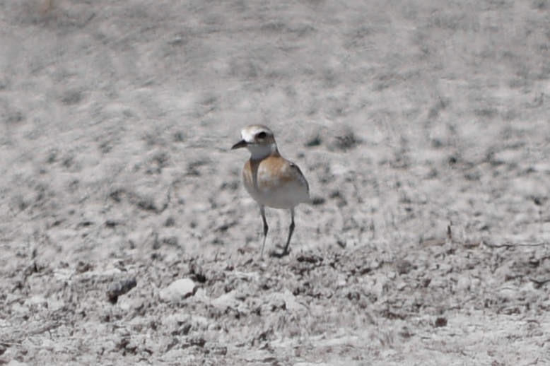 Greater Sand-Plover